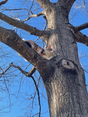 Rory in a tree.jpeg