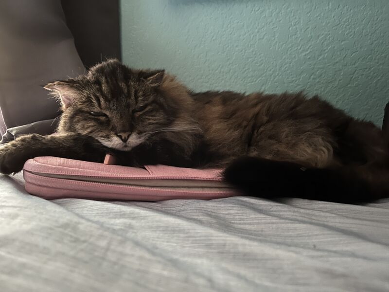 File:Lorelai resting on a bed.jpg